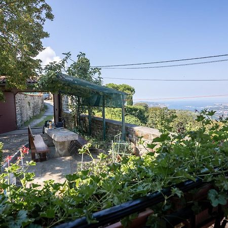 Violet'S Place Črni Kal Dış mekan fotoğraf